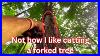 Cutting_A_Live_Ash_Tree_And_Felling_A_Forked_Cherry_A_Way_That_I_Don_T_Like_01_jgvs